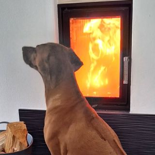 #rhodesianridgeback #rhodesianridgebacks #psicesko #rhodezsky_ridgeback #rhodesianridgeback #rhodeislandphotographer...