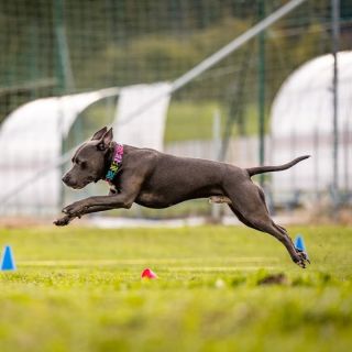 #amstaff #amstaffsworld #amstafflove #amstaffsworld #amstafflove #amstafflife #amstaffofinstagram #amstaffboy #amstaffboys...